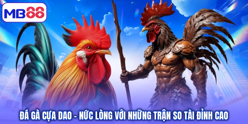 Đá Gà Cựa Dao - Nức Lòng Với Những Trận So Tài Đỉnh Cao