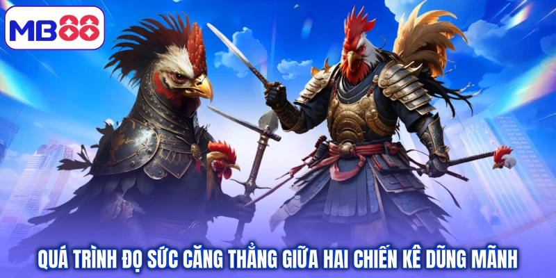 Quá trình đọ sức căng thẳng giữa hai chiến kê dũng mãnh